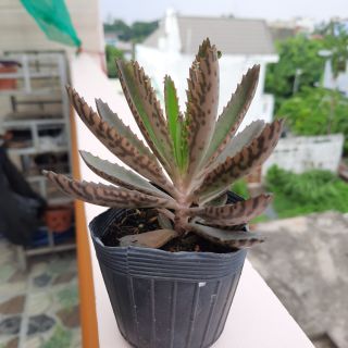 Kalanchoe xương cá