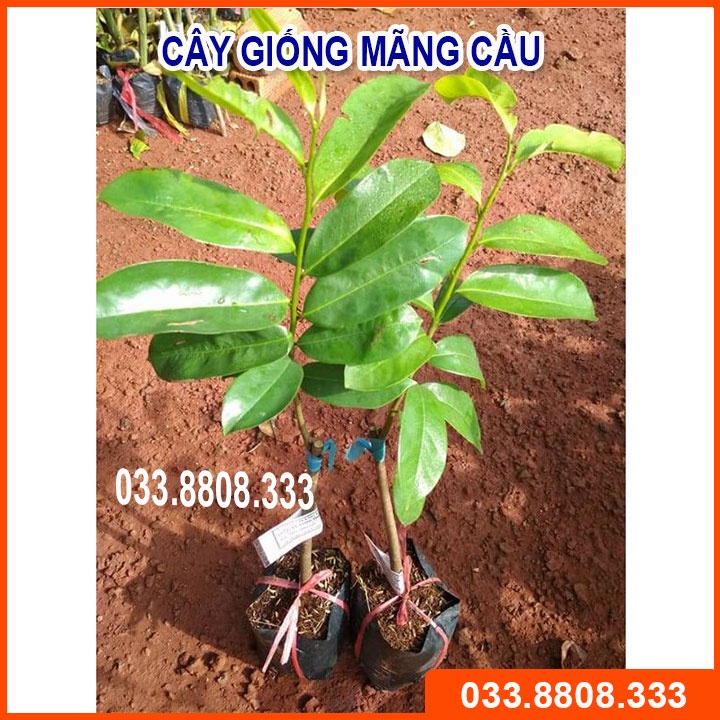 CÂY GIỐNG MÃN CẦU GAI QUẢ TO IT HẠT - CÂY KHỎE ĐẸP