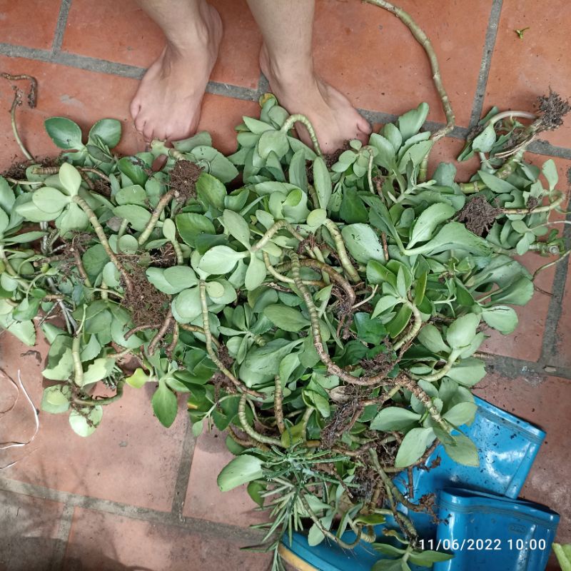 Cành hoa sống đời màu vàng, đỏ