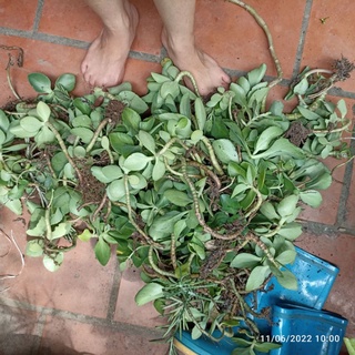Cành hoa sống đời màu vàng, đỏ