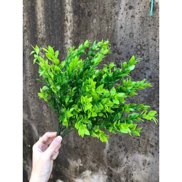 Cỏ điểm giá rẻ