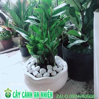 Chậu cây kim tiền như hình
