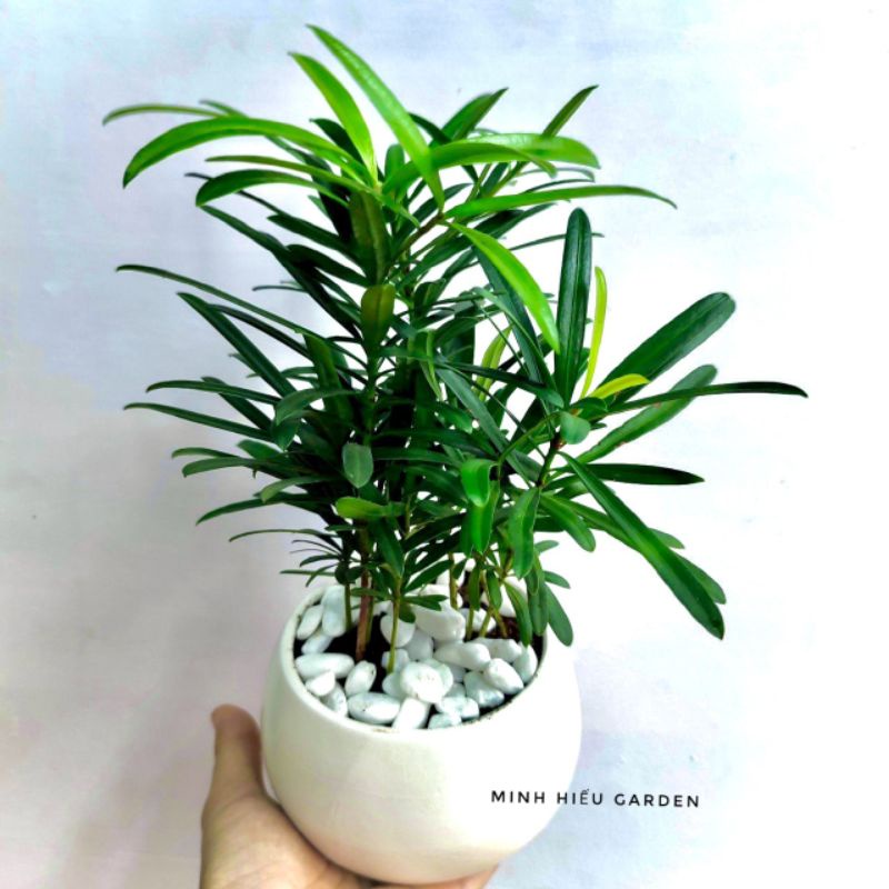 Cây vạn niên tùng, tùng lan hán để bàn dễ chăm sóc, thanh lọc không khí