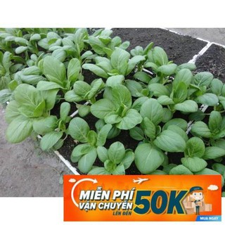 20g Hạt giống Cải thìa