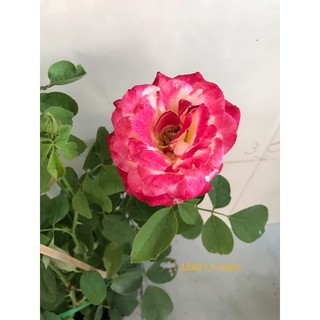 Hoa hồng Double Delight