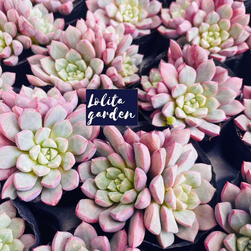 Sen đá kim cương tím Đà Lạt size bé cây cảnh trang trí nhà cửa Lolita garden