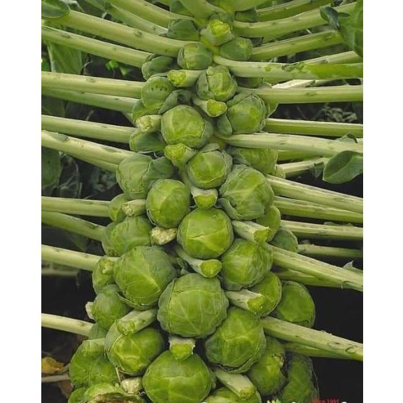 HẠT GIỐNG BẮP CẢI TÍ HON - GÓI 1 GRAM