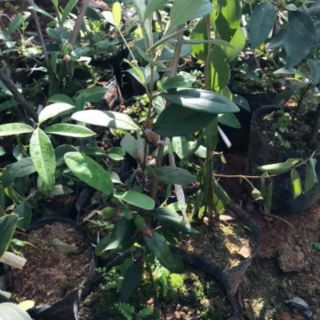 Cây Sim giống (ảnh thật cuối)