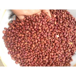 Hạt đậu đỏ quê( đậu giống _hạt nhỏ (