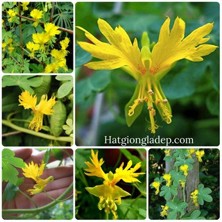 Hạt Giống Hoa Cánh Phượng
