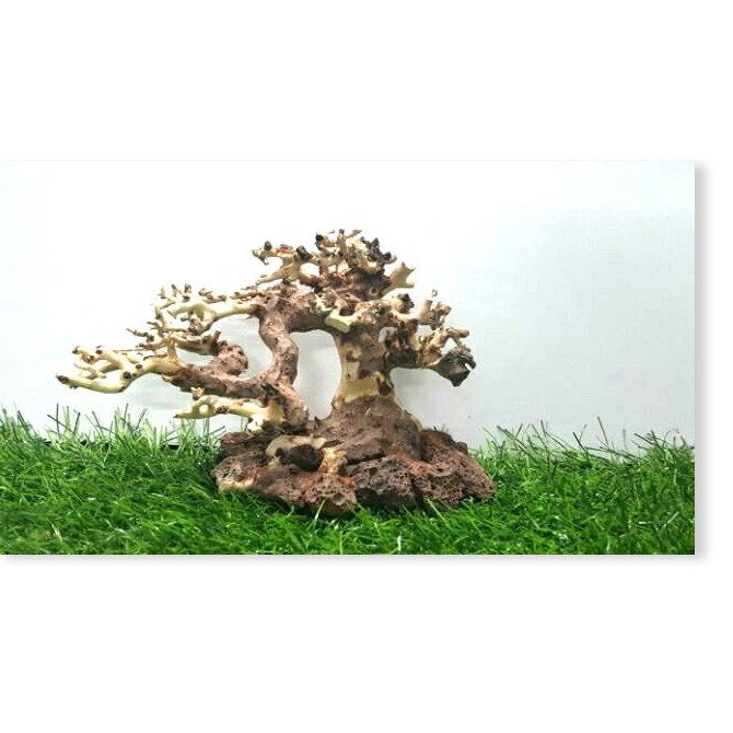 Lũa bonsai cấy rêu ôm đá(D17- C10) - [ Xưởng Thủy Sinh TS Online37 ]