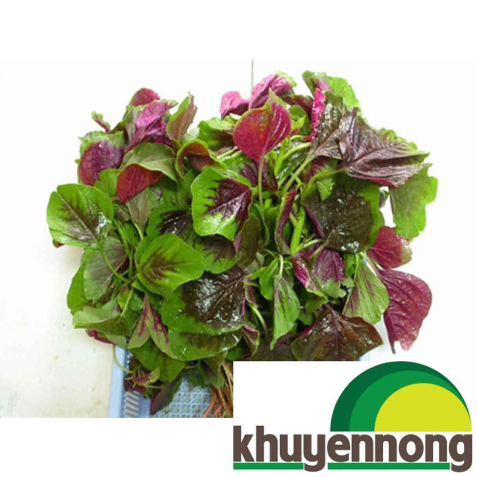 200 hạt giống rau dền