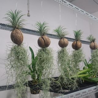 Cây lọc không khí