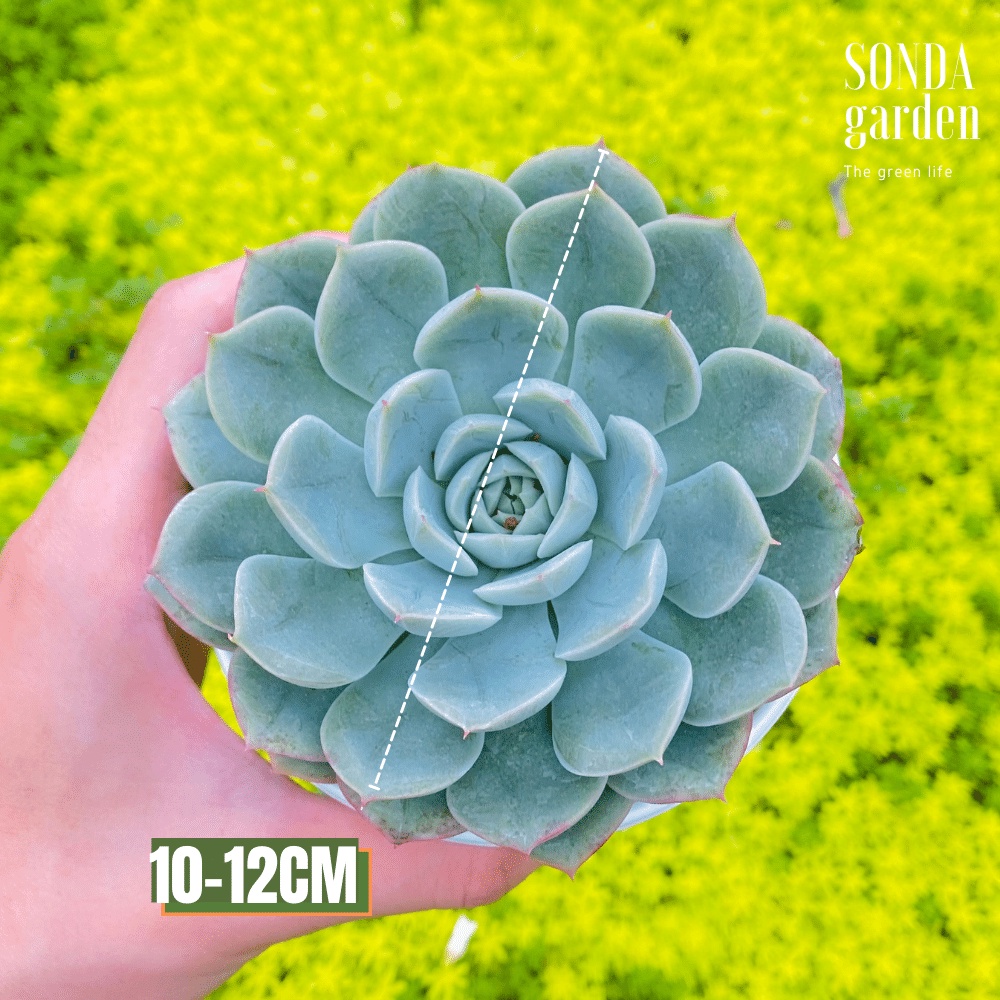 Sen đá liên đài trắng SONDA GARDEN size trung bình 10-12cm, cây cảnh trang trí nhà cửa, lỗi 1 đổi 1