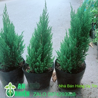 Sơn tùng 60cm