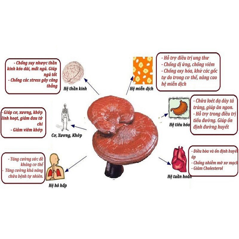 [Hàng mới về]  Cao Linh Chi YoungJi Hộp đen 3 lọ* 120gr | BigBuy360 - bigbuy360.vn