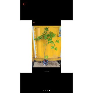Cây hồng quân