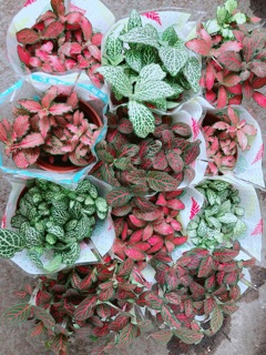 Cây Cẩm Nhung (lá may mắn)