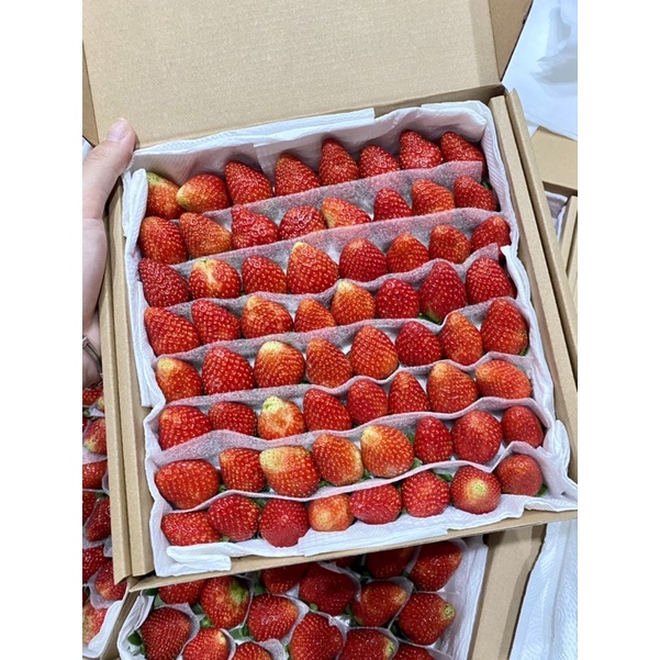 Dâu tây giống Nhật Sky 64 trái. THƠM ĐẬM, NGỌT ngon