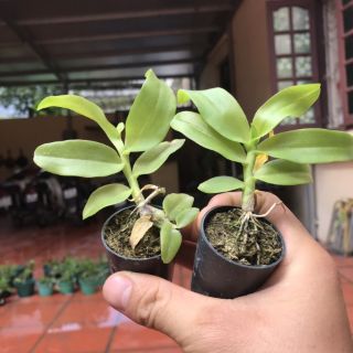 5ct hiển oanh gieo hạt