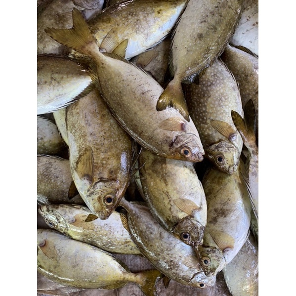 Cá Kình nhor làm sạch tươi ngon ~0.5kg/phần