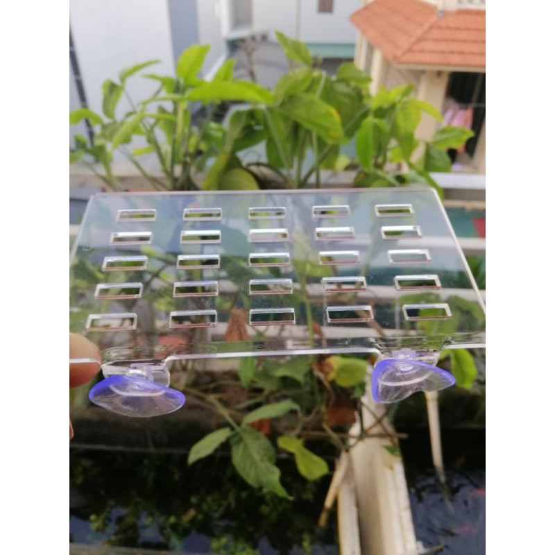 Khay mica trồng cây thủy sinh