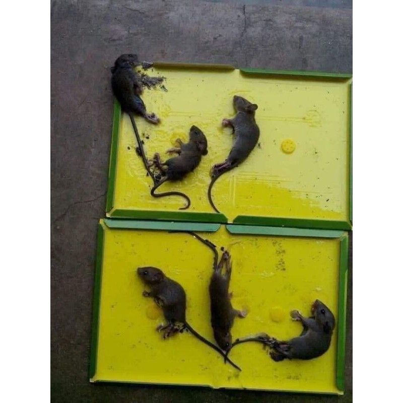 Vỉ keo dính chuột siêu dính 22cm x 35cm