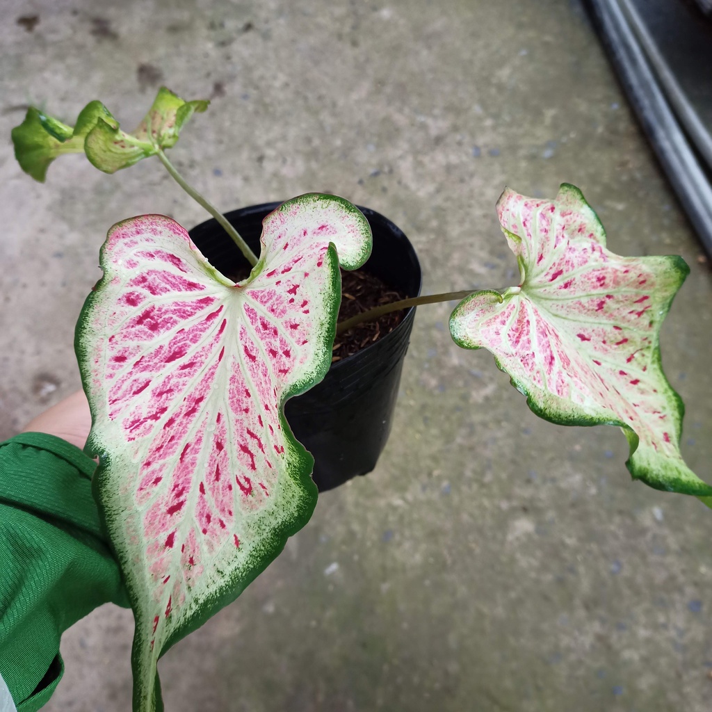 Cây môn dưa hấu - watermelon caladium - ship toàn quốc