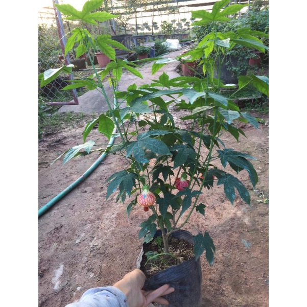 Cây hoa đèn lồng Abutilon pictum