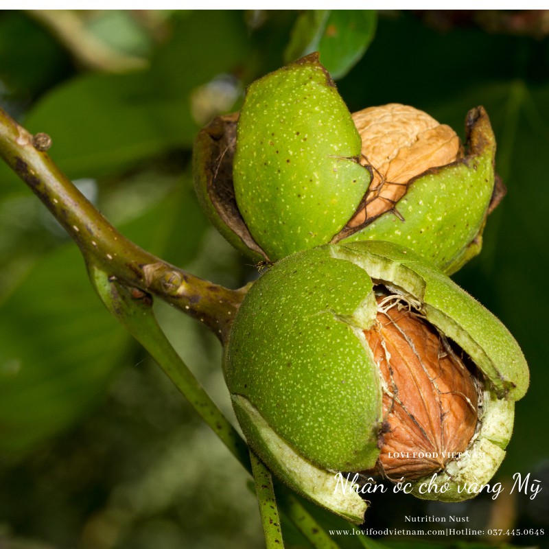 HẠT ÓC CHÓ VÀNG TÁCH VỎ MỸ - 500gram HẠT CAO CẤP nhập khẩu từ California - Lovi Food Việt Nam | BigBuy360 - bigbuy360.vn