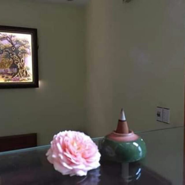 Nụ QUẾ THÔNG NOOMFOOD