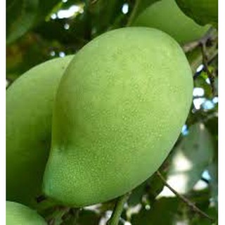 Cây giống Xoài Tứ Quý. ( Cho trái quanh năm)