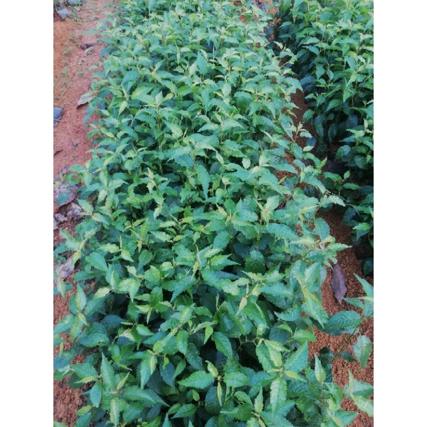Cây giống hoa mai anh đào rừng