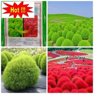 Hạt Giống Cỏ Đổi Màu - 50 hạt