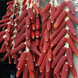Hạt giống ngô đỏ sokoki
