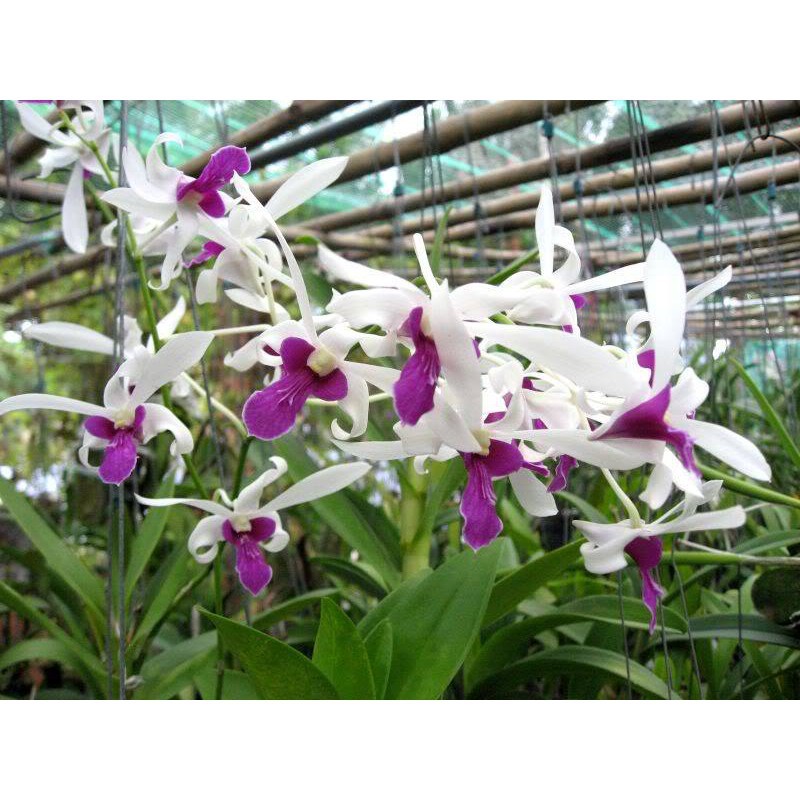 Keiki Duy Pro - Keiki Duy Spray Thuốc Kích Mầm, Kích Chồi