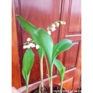 Cây hoa linh lan (cây cao 10cm, có nụ hoa)