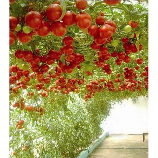 Hạt giống cà chua bạch tuộc ( cà chua leo giàn ) - 1 gói 10 hạt/kèm 3 viên nén xơ dừa ươm hạt