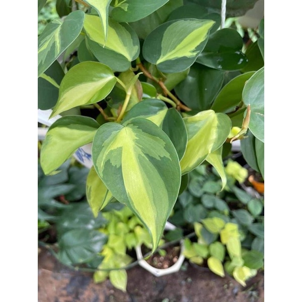 Philodendron Brazil