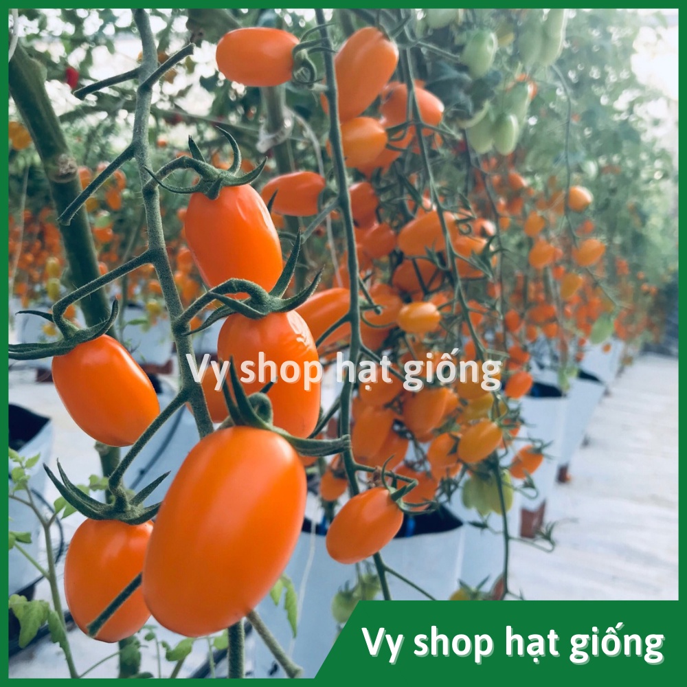 10 hạt giống cà chua trái cây Nova Known You Đài Loan