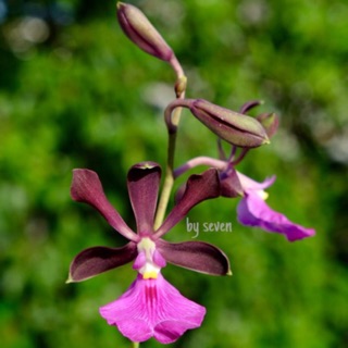 Hoa lan củ tỏi màu hồng hoa thơm