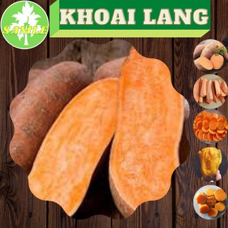 1 ký khoai lang mật củ to để nướng ngon ơi là ngon