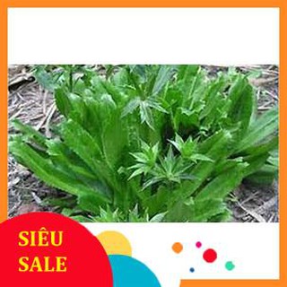 1 gr  giống rau mùi tàu (rau ngò gai)  TẾT KHUYẾN MẠI