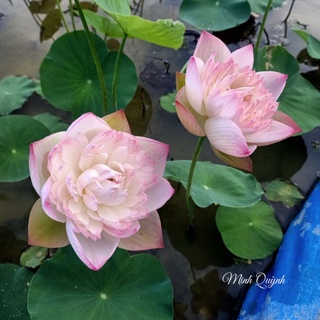 Củ sen trung Super lotus