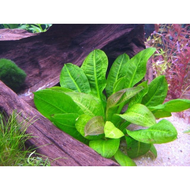 Cây thủy sinh Trầu Lùn Tropica - Lá cạn - 1 cây