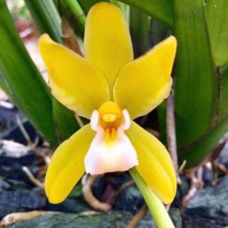 KIẾM PHAN TRÍ X HOÀNG LONG, XANH HUẾ