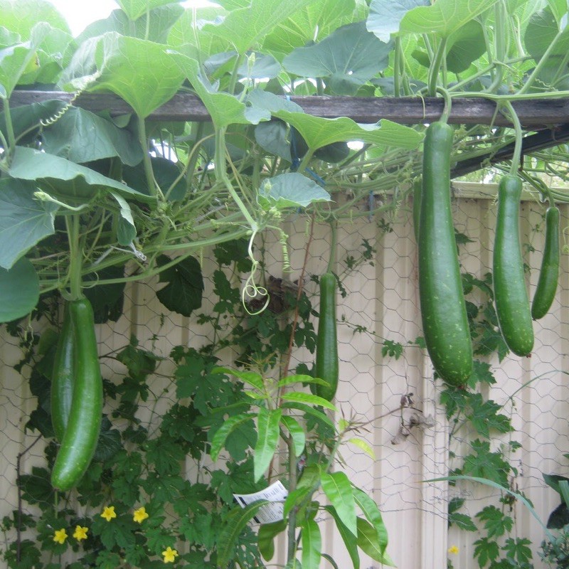 Hạt giống bầu sao quả dài giống F1