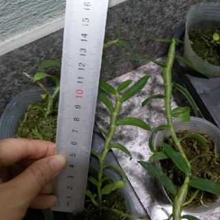 Phi điệp châu như