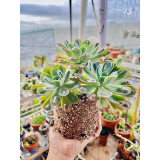 giá thể full đá trồng sen