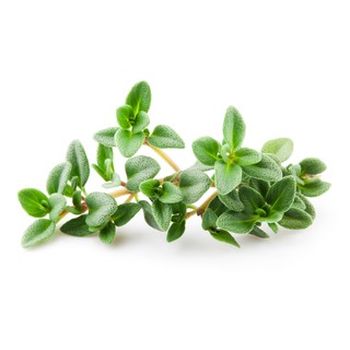 HẠT GIỐNG CỎ XẠ HƯƠNG